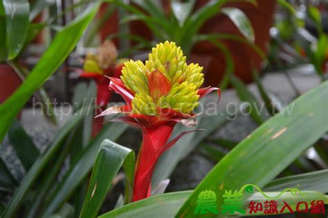 擎天鳳梨|金鑽擎天鳳梨Guzmania Symphonie